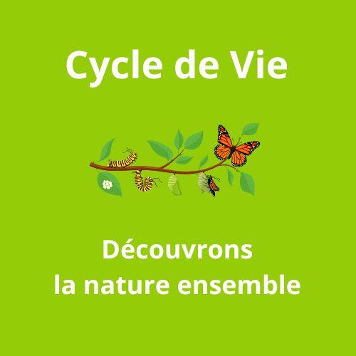 Cycle de Vie